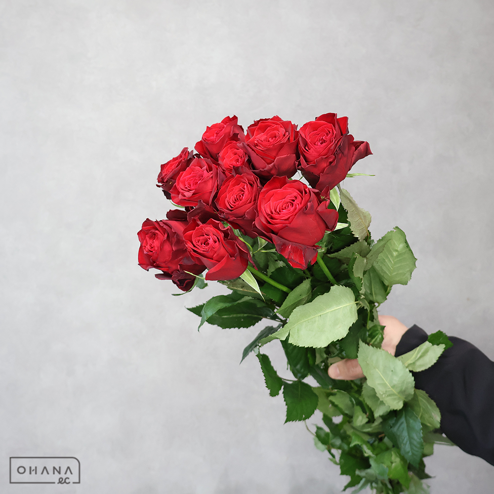 バラ　 アマダ＋　50cm