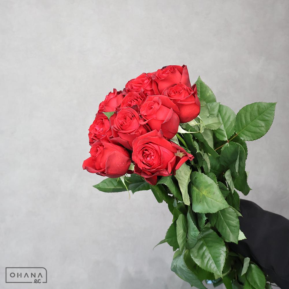 バラ　 レッドエレガンス　　60cm