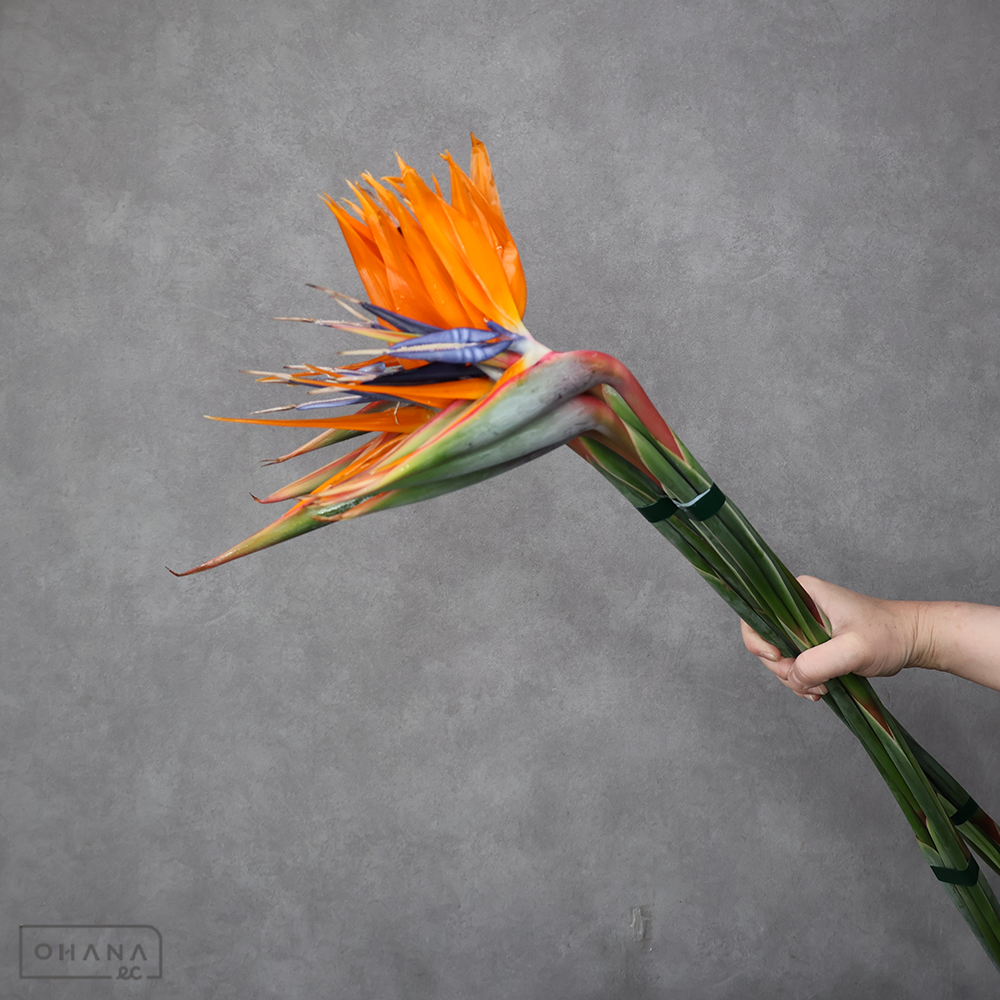 ストレチア　　L