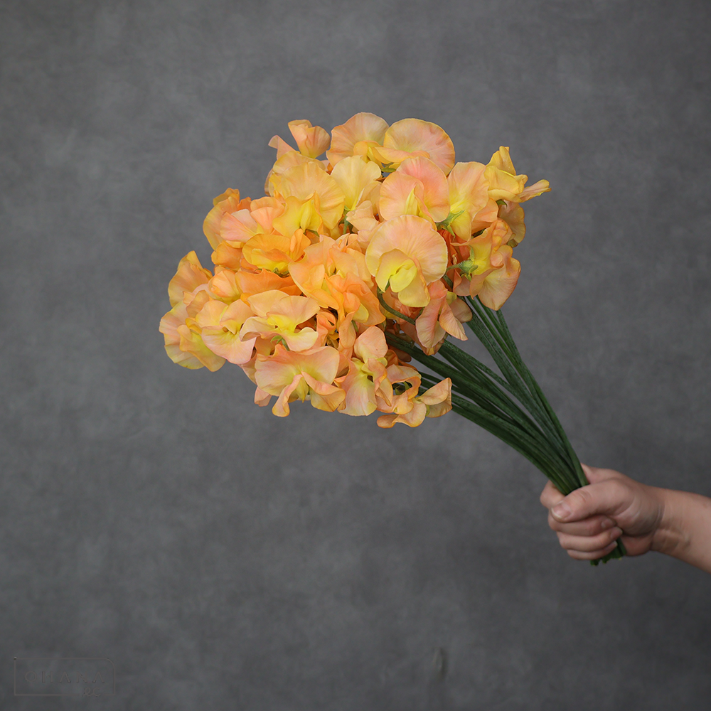 スイートピー　アプリコット　秀 3～4Ｐ 40cm