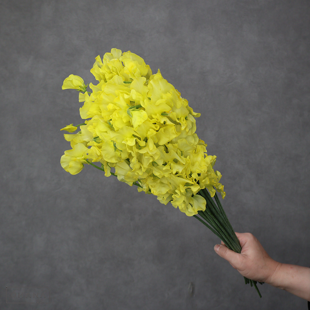 スイートピー　イエロー　秀 ４Ｐ 45cm