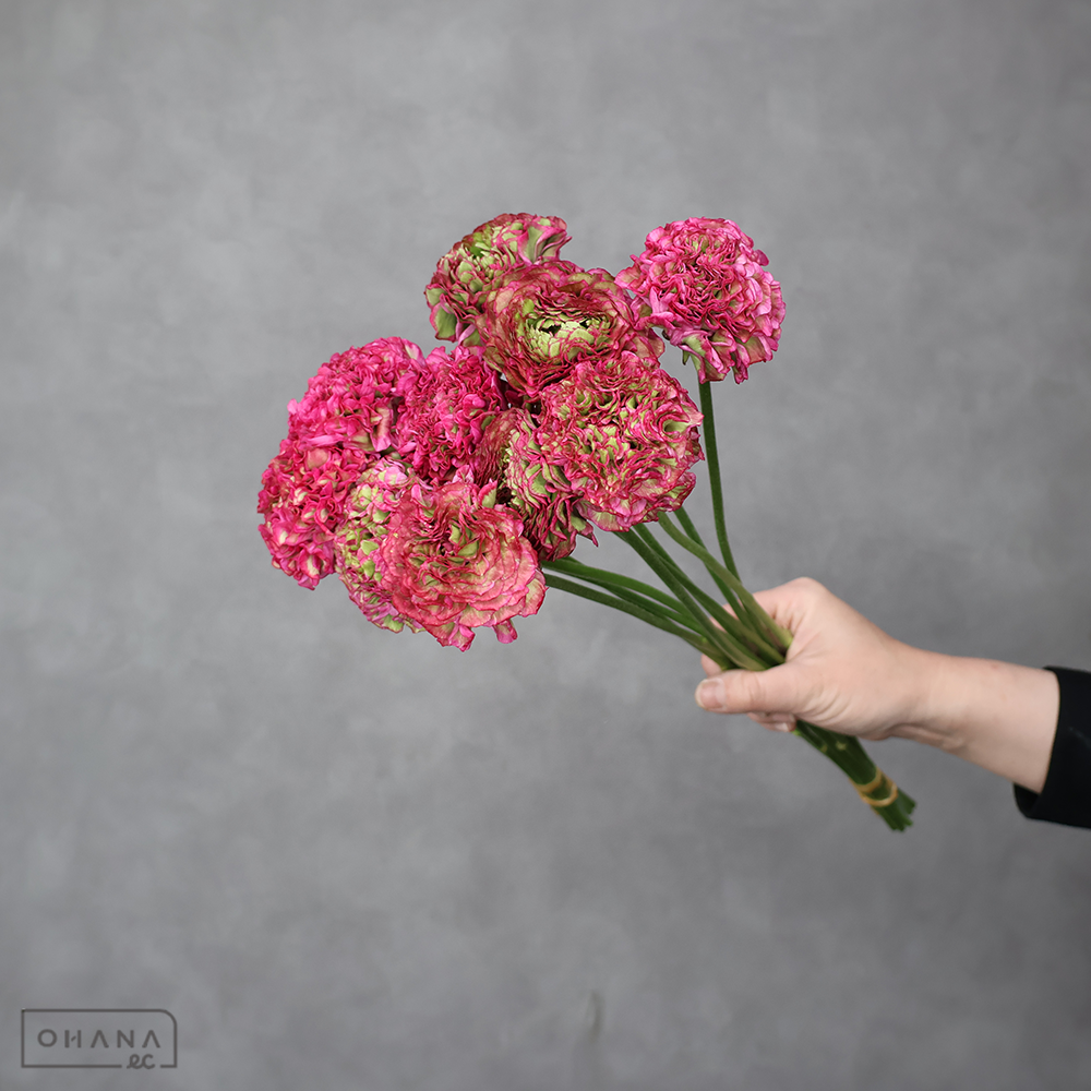 ラナンキュラス　PONアラジン　Ａ 45cm