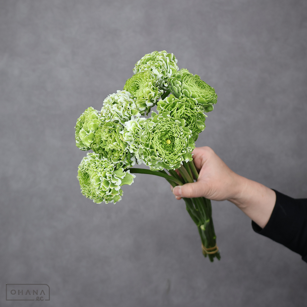 ラナンキュラス　PONイグルー　Ａ 45cm