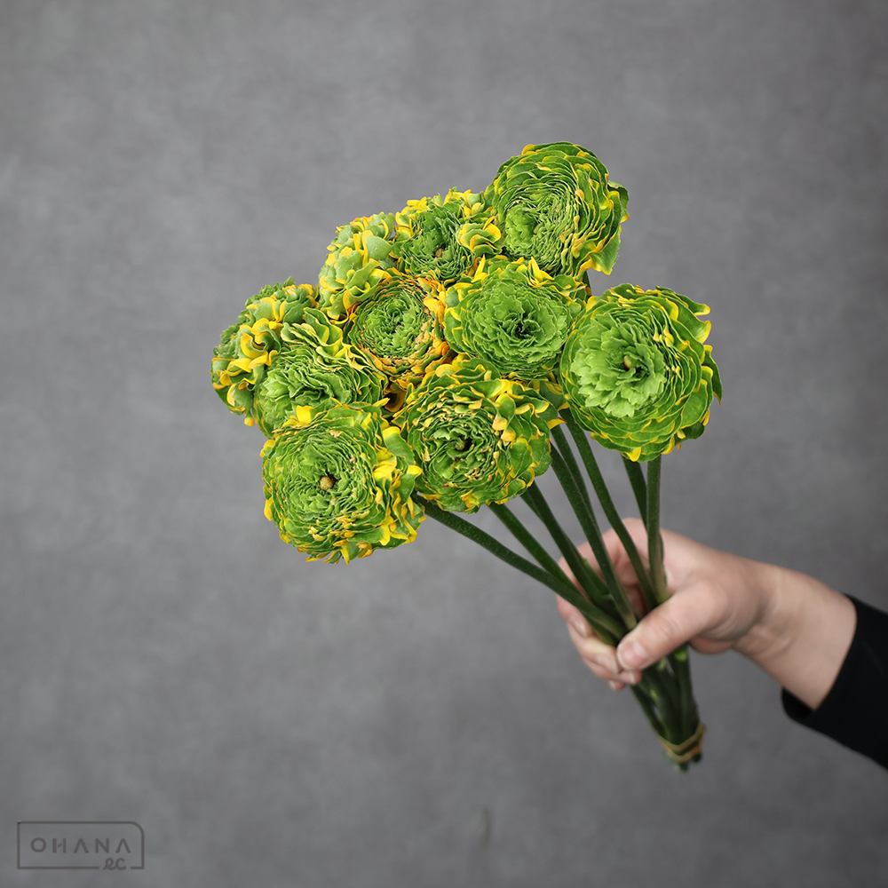 ラナンキュラス　PONメルリーノ　Ａ 45cm