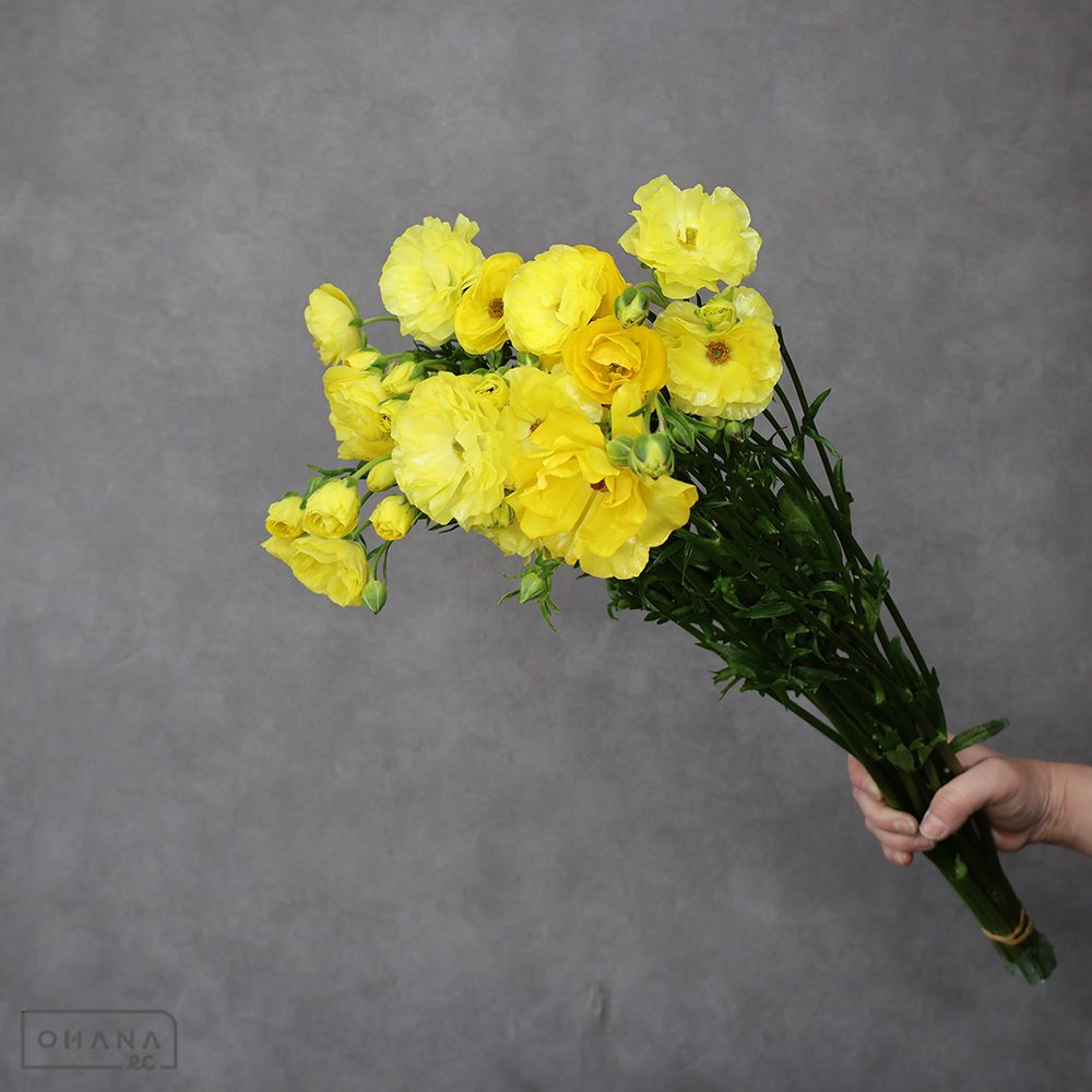 ラナンキュラス　ラックス ピュタロス　Ａ 60cm