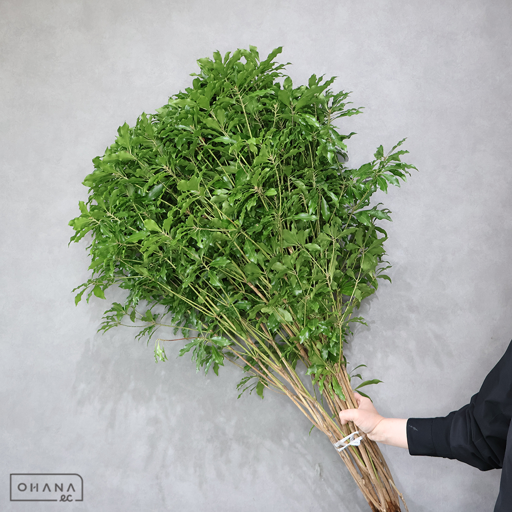 アセビ　 120cm中