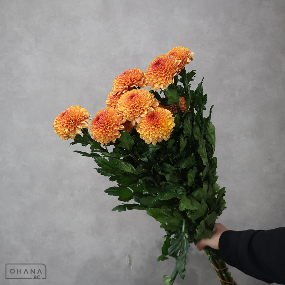 ピンポンマム セイカブレラオレンジ 秀2L