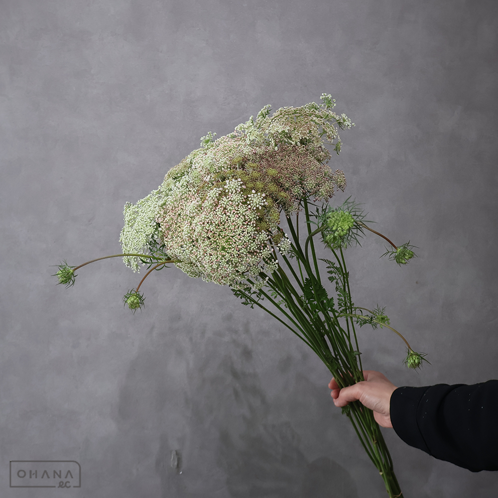 レースフラワー ダウカスロゼ 70CM