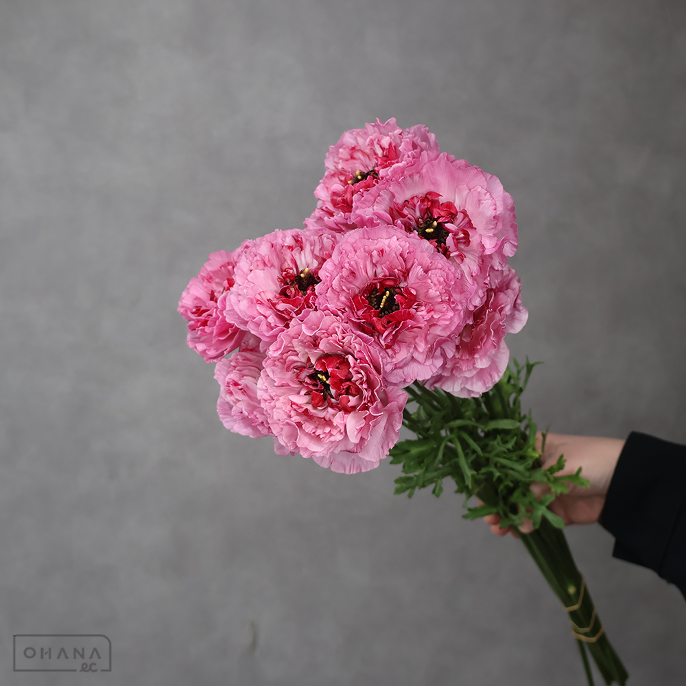 ラナンキュラス シャルロット 50CM