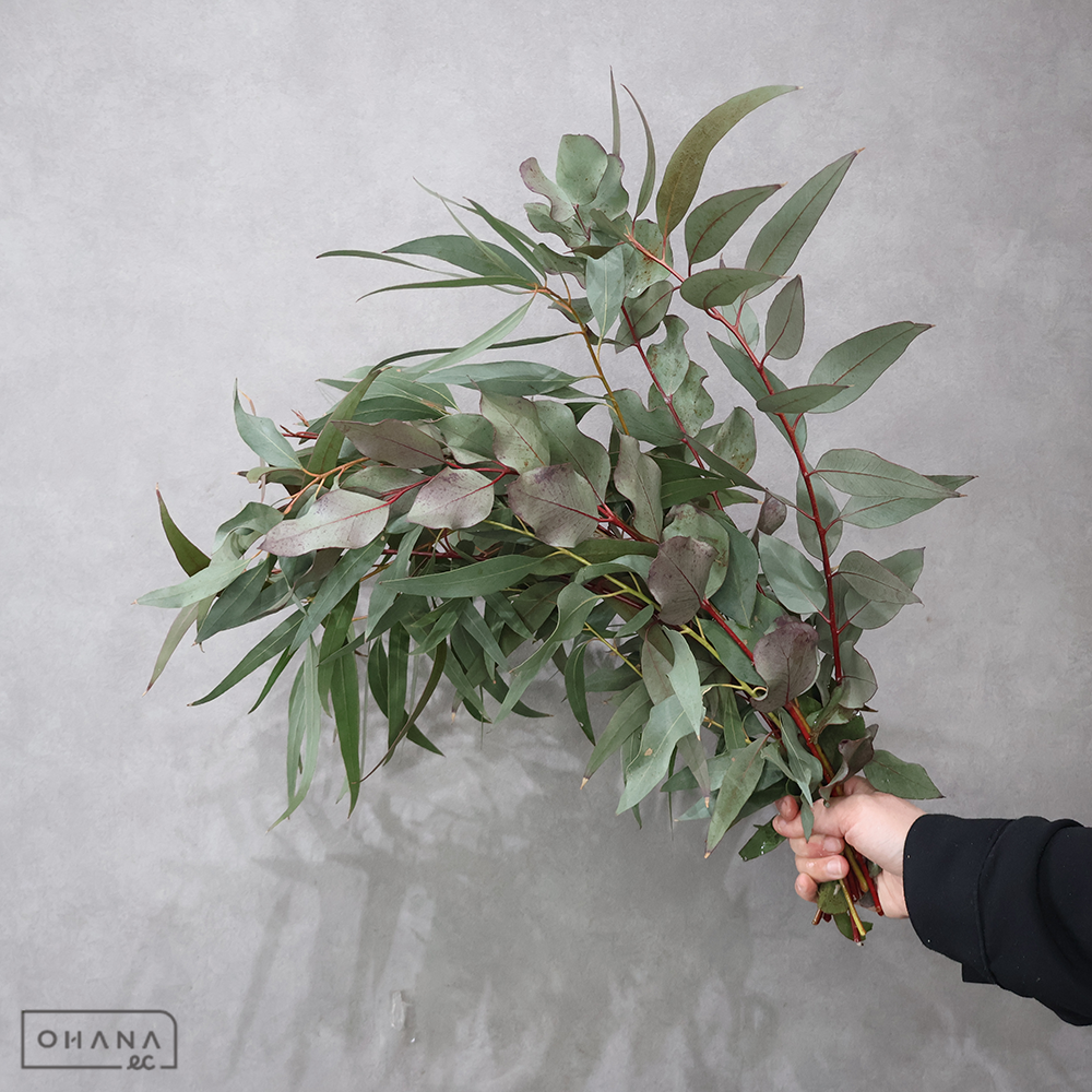 ユーカリニッコリー 60-50CM