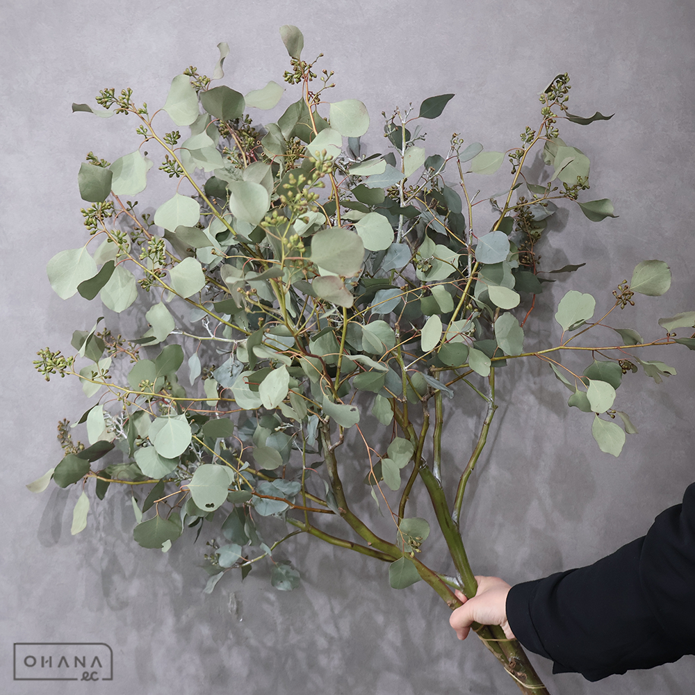 ユーカリポポラスベリー 90CM