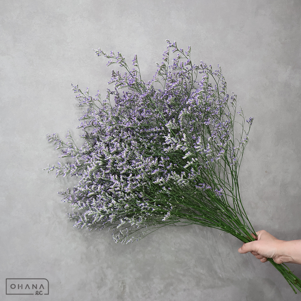 ＨＢスターチス青　ブルーウェーブ　秀 70cm