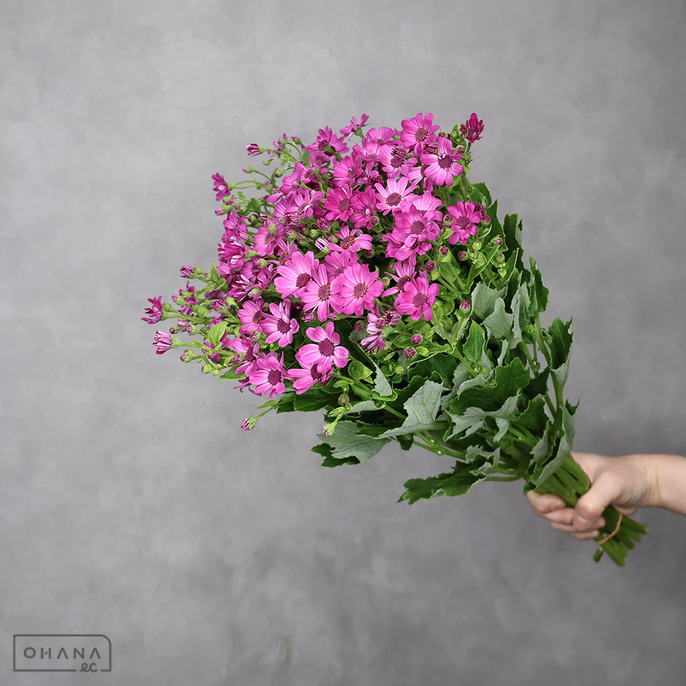 サイネリア　ティアラズベリー　秀 50cm