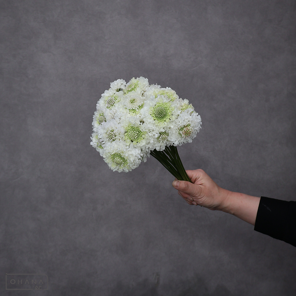 スカピオサ　フリフリエルサ ※25本束