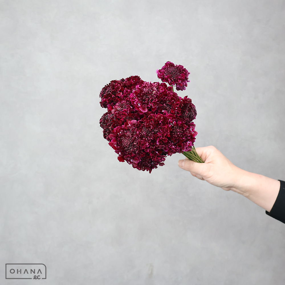 スカピオサ　フリフリアランドロン ※25本束