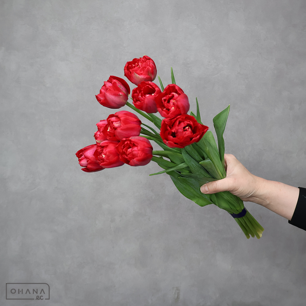 チューリップ八重　赤　スカーレットベロナ　秀2L