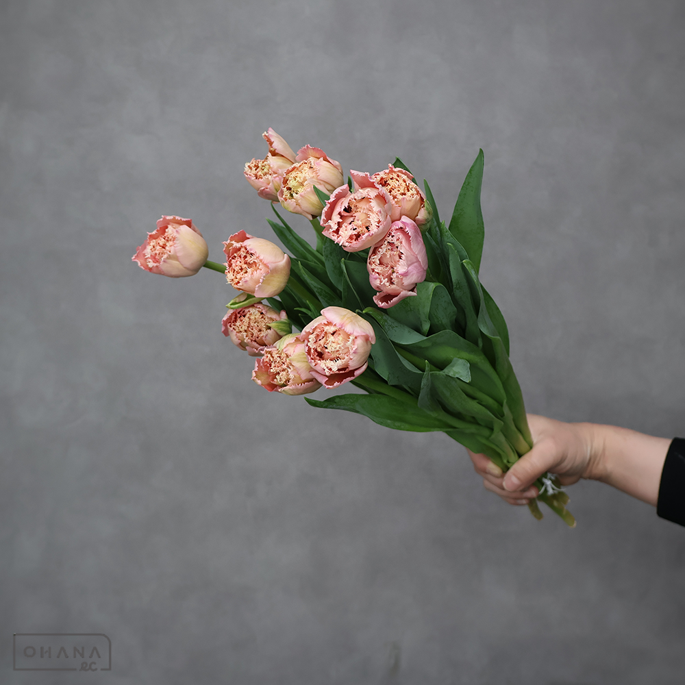 チューリップ八重　ピンク　ピンクマジック フリンジ　秀2L