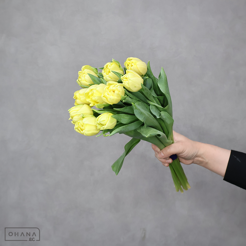 チューリップ八重　黄　イエローシンビオーズ　秀2L