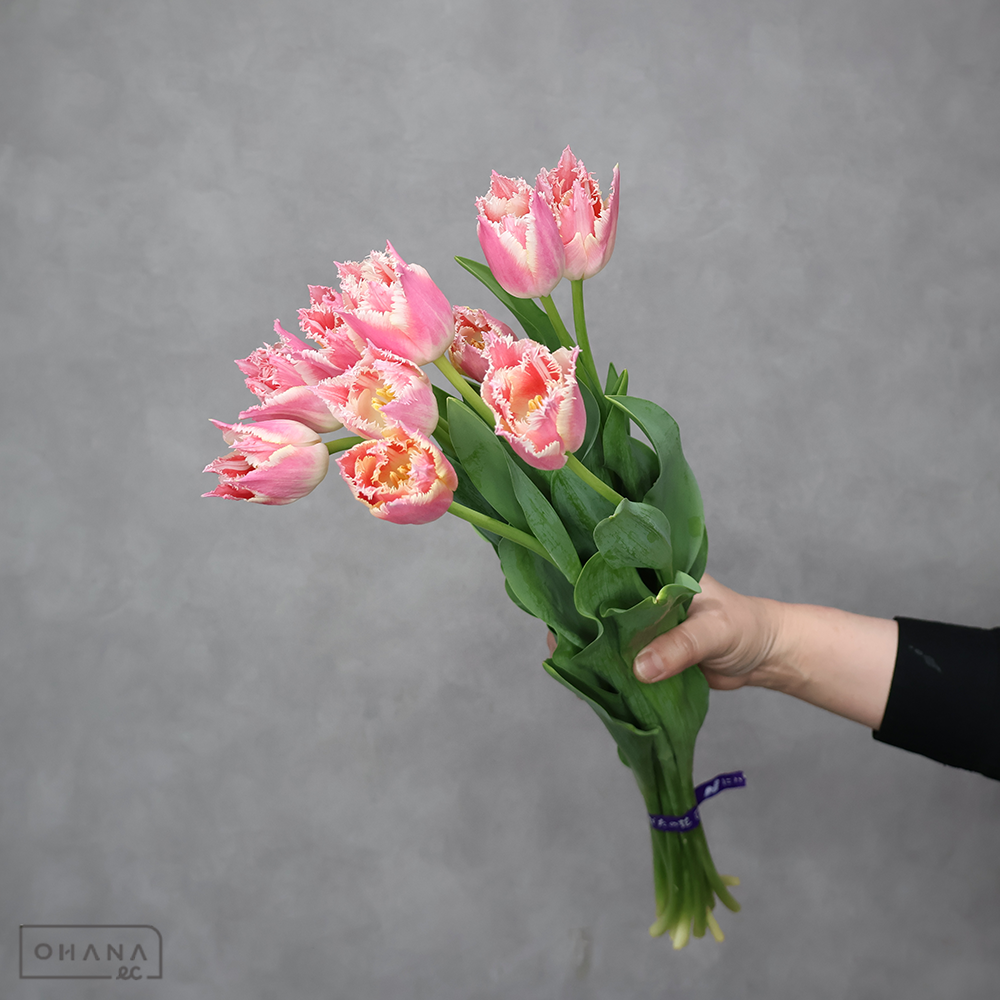 チューリップピンク　ベルソング フリンジ　秀2L