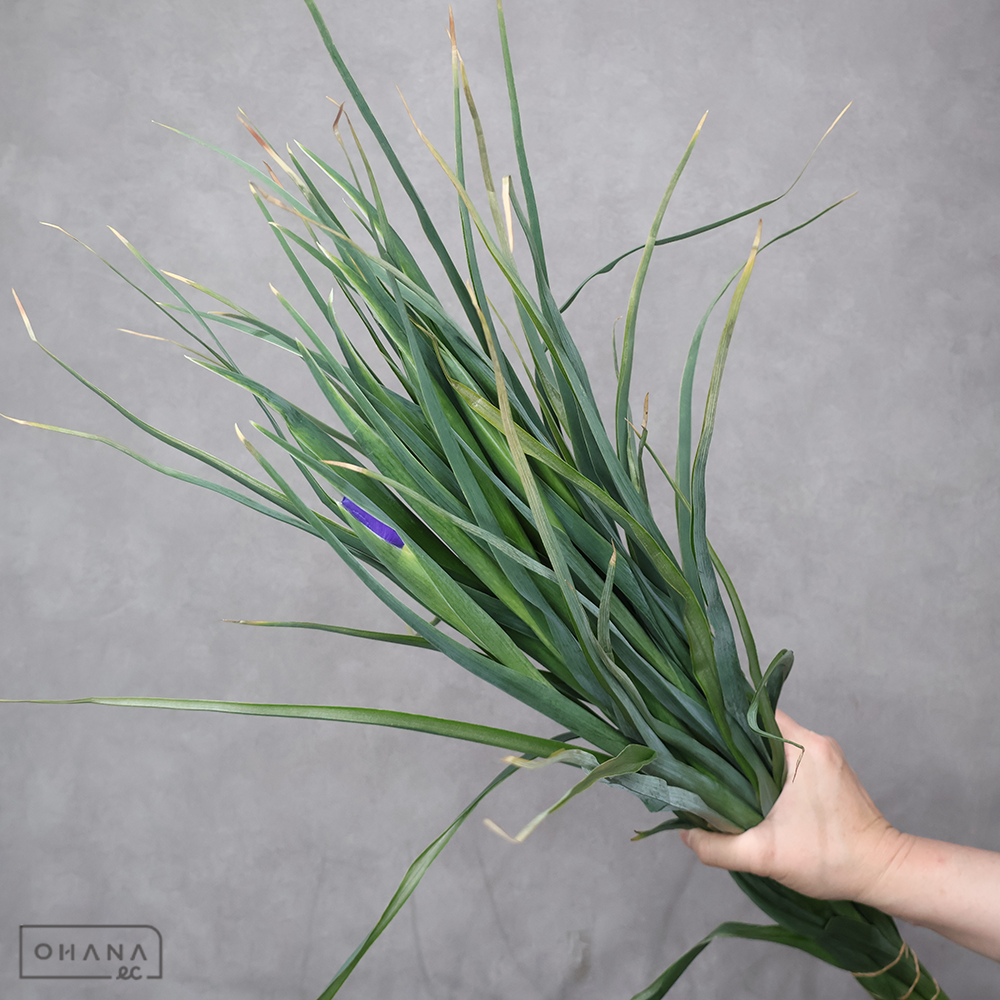 アイリス紫　ブルーマジック　2L