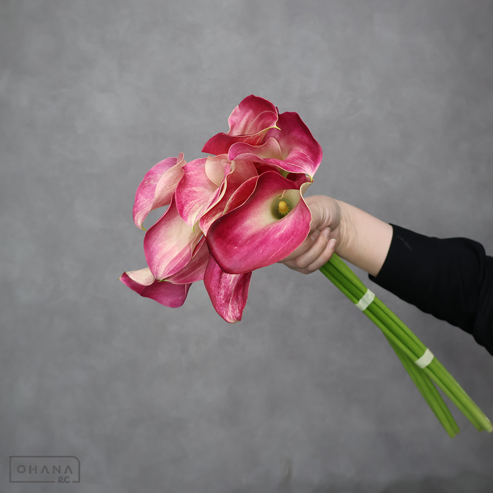 カラーピンク　ピンクシリス　S 50-40