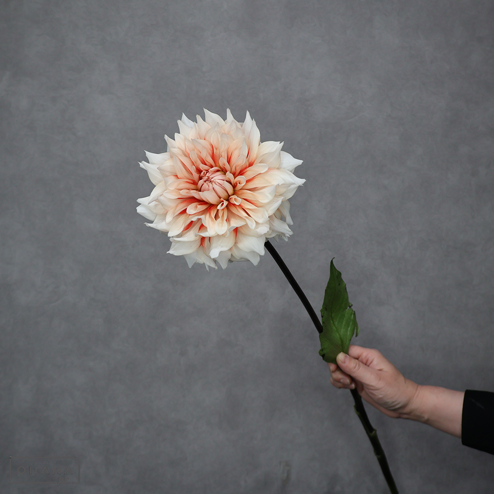 ダリア複色　カンタービレ　秀優 70-60