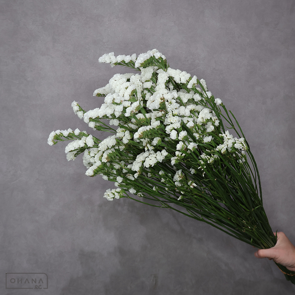 スターチス白　紀州Ｆパール　秀 70cm