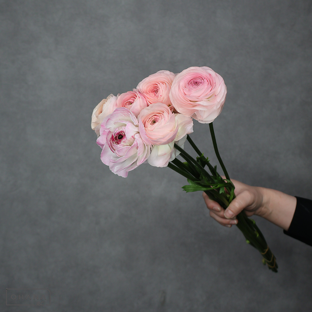 ラナンキュラス MIX ①　優 50cm