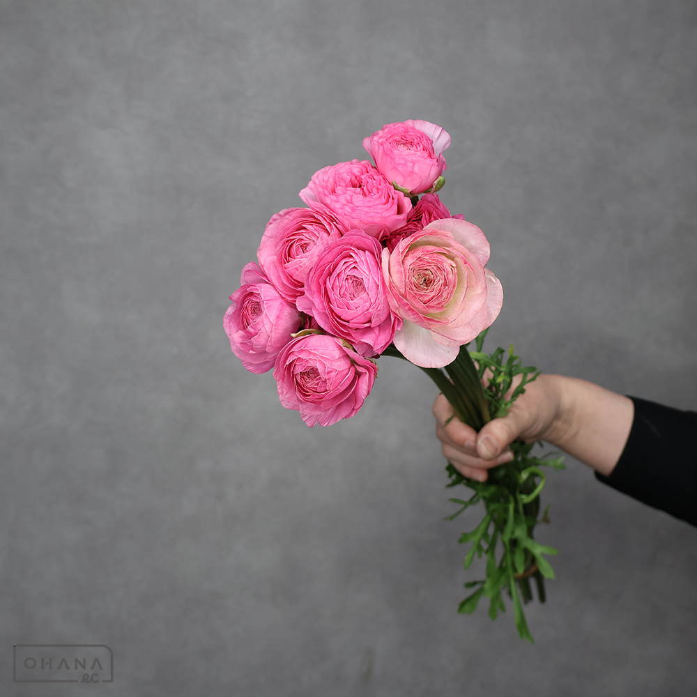 ラナンキュラス MIX ②　優 50cm