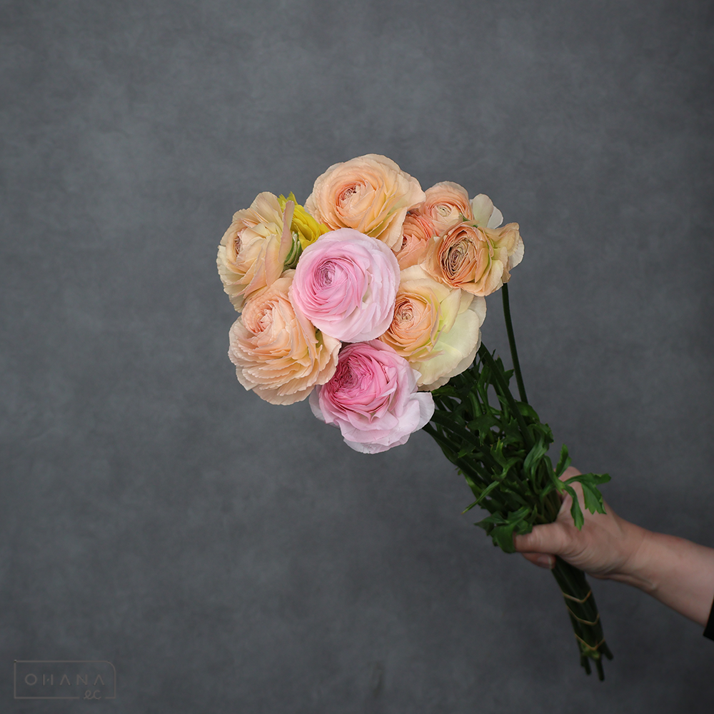 ラナンキュラス MIX ⑦　優 50cm