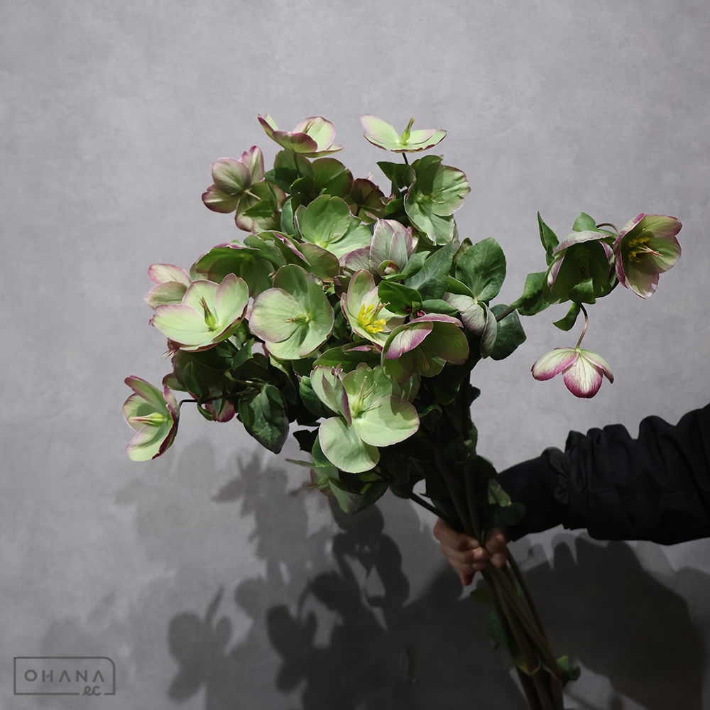 クリスマスローズ　プリティアン　ｾﾚｸﾄ65-70cm