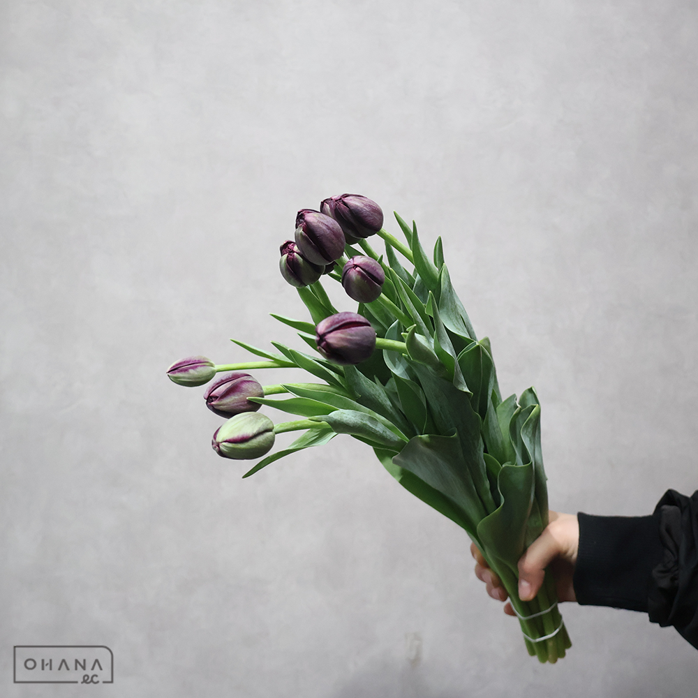 チューリップ　夜の帝王　秀2L