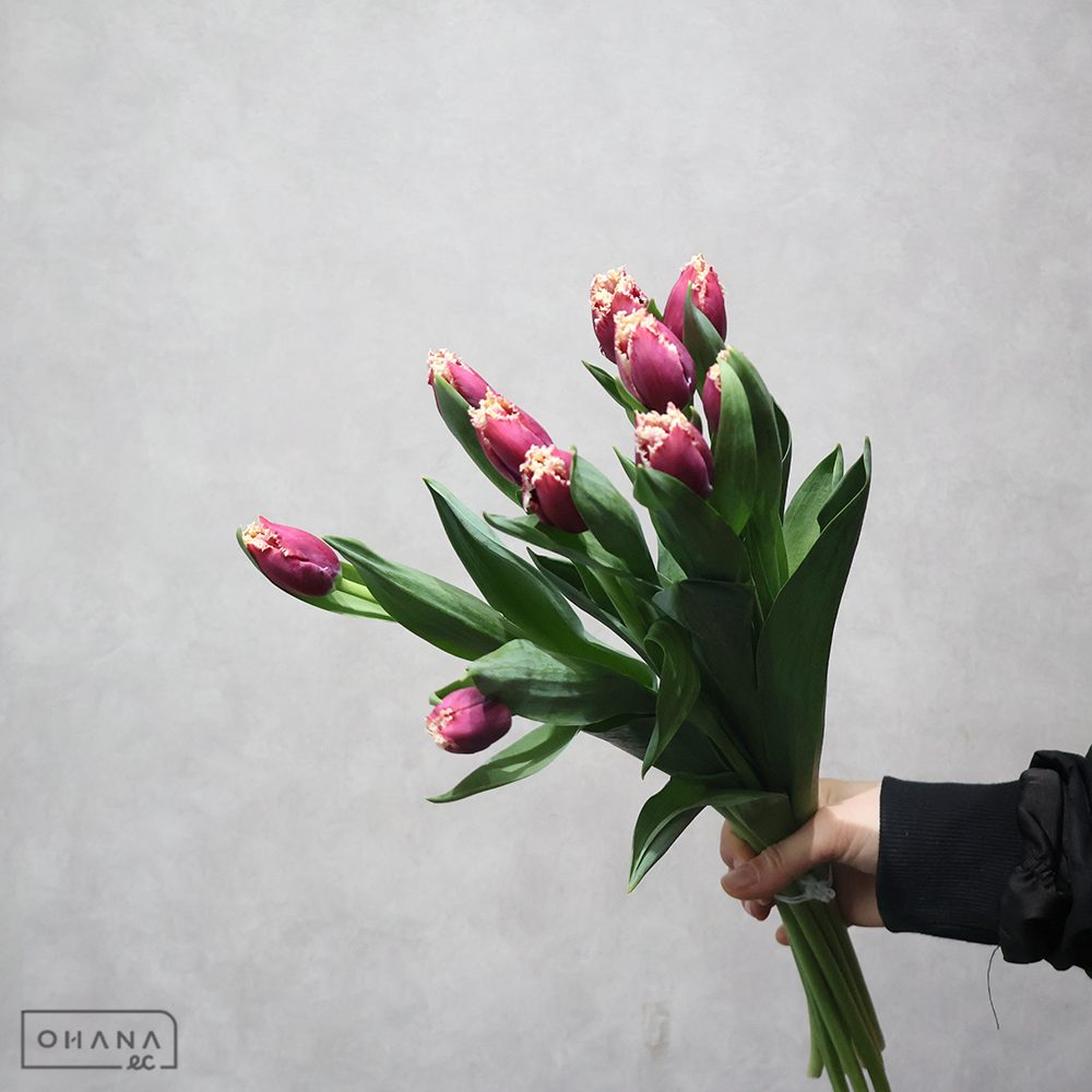 チューリップ　サンパブロ　秀2L