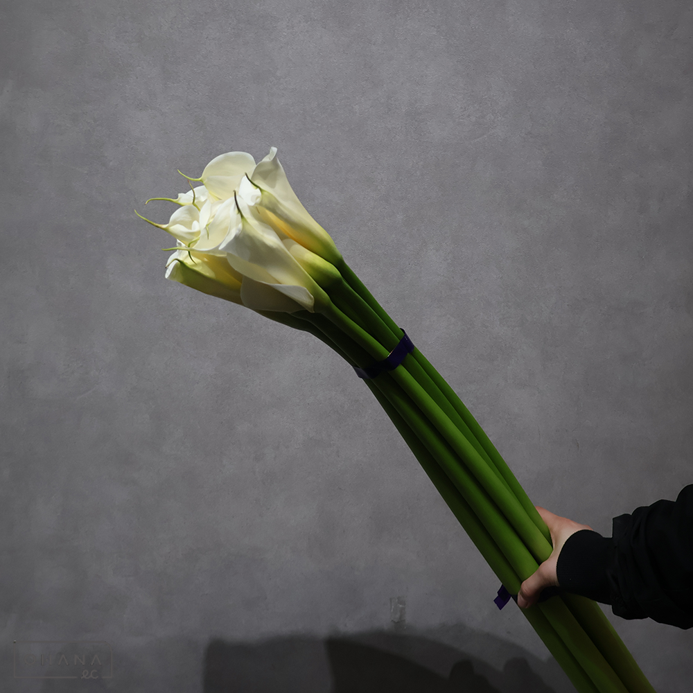 カラー ウェディングマーチ　90cm