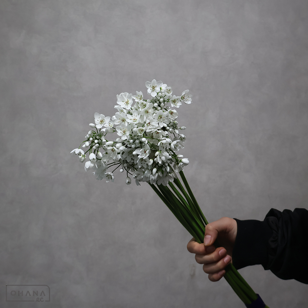 アリウム　コワニー　45cm