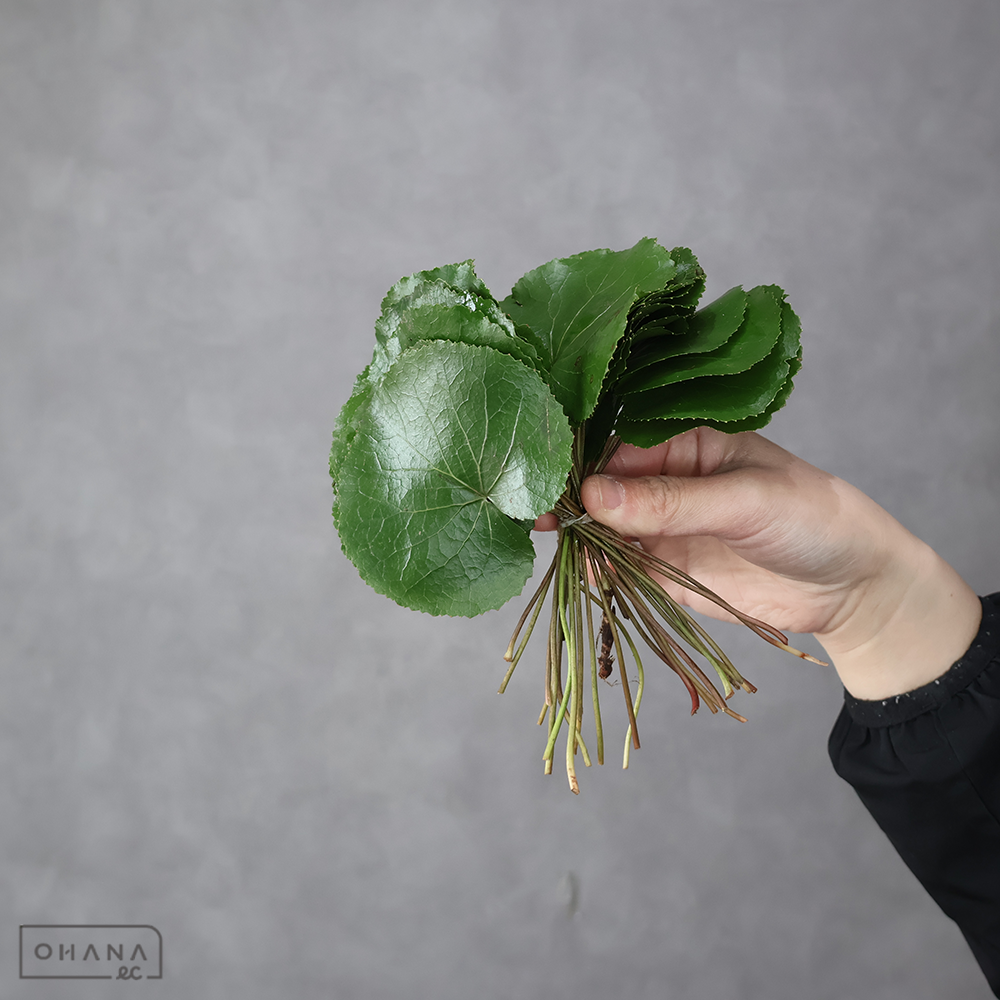 ゲーラックス　25枚入り