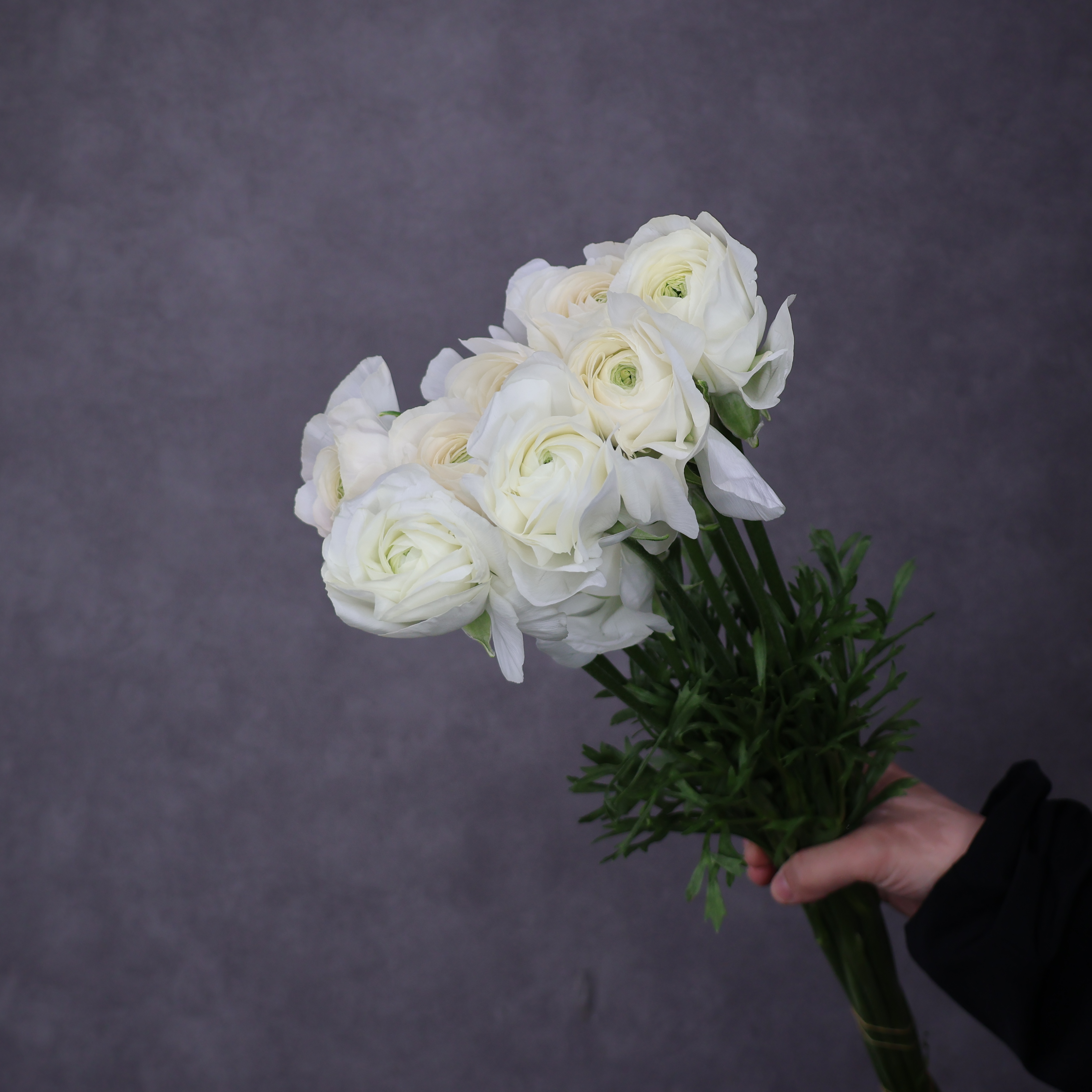 ラナンキュラス　シュガーホワイト　秀 50cm