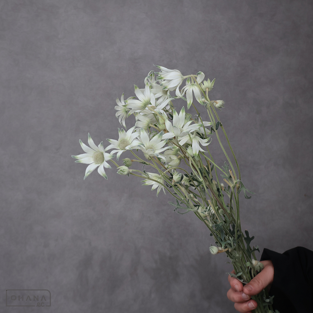 フランネルフラワーファンシーマリエ　60CM2-3F