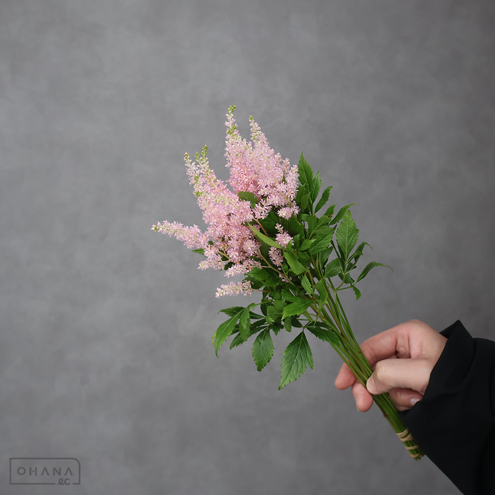 アスチルベピンク　アスチルベ　ライトピンク　 30cm以下