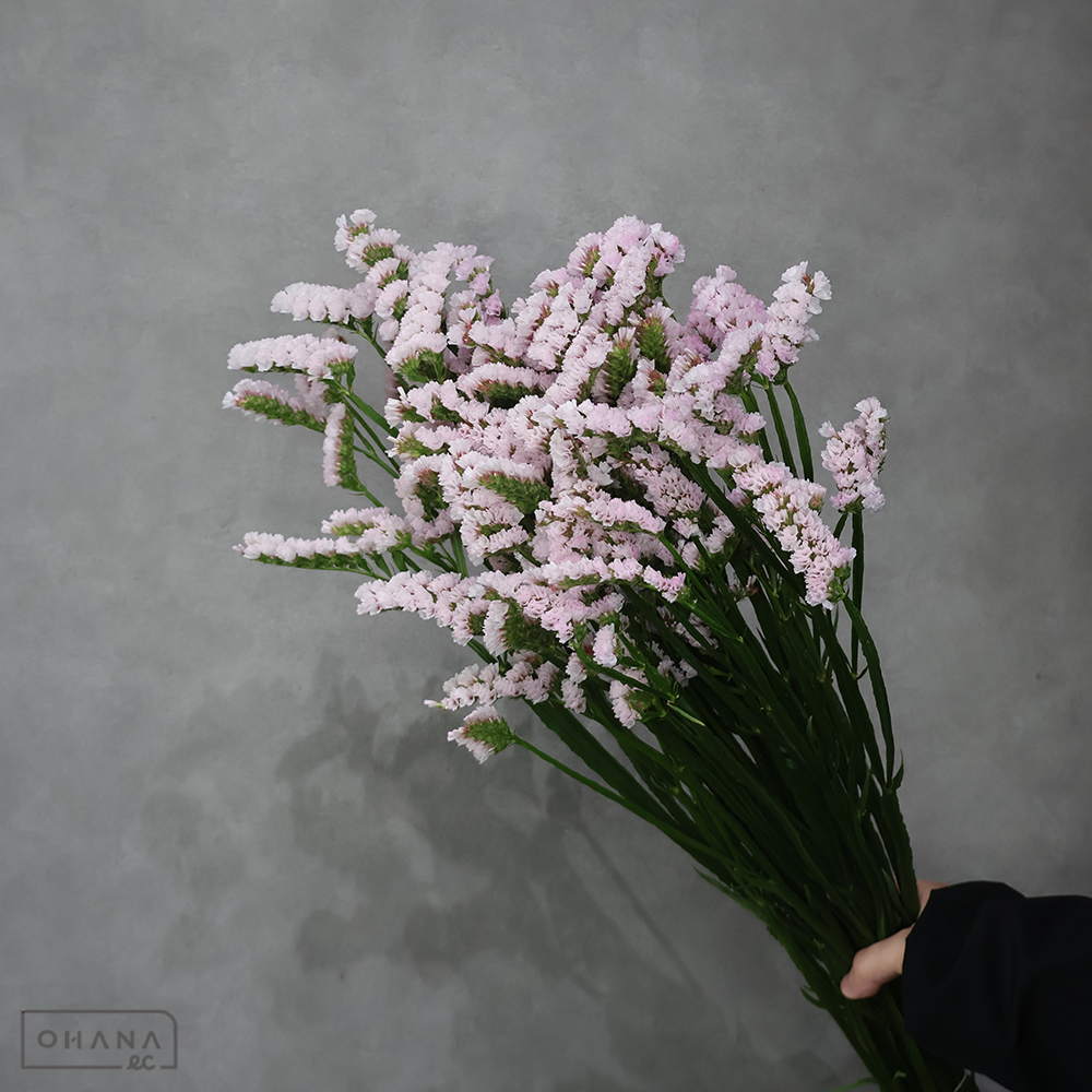 スターチス　桜ふわり 秀 70cm