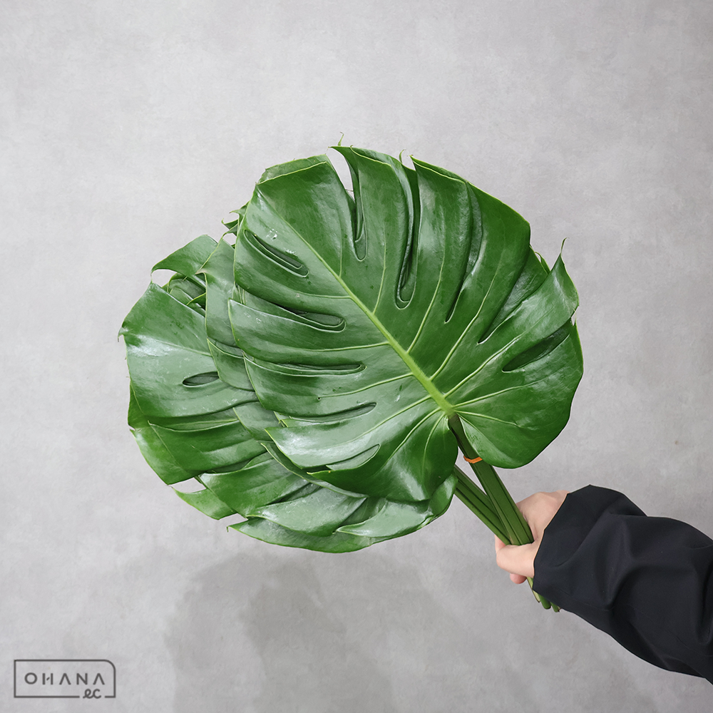 モンステラ S 20cm