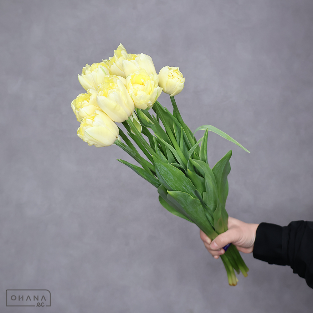 チューリップ八重　白　ベロナアイス　秀 2L