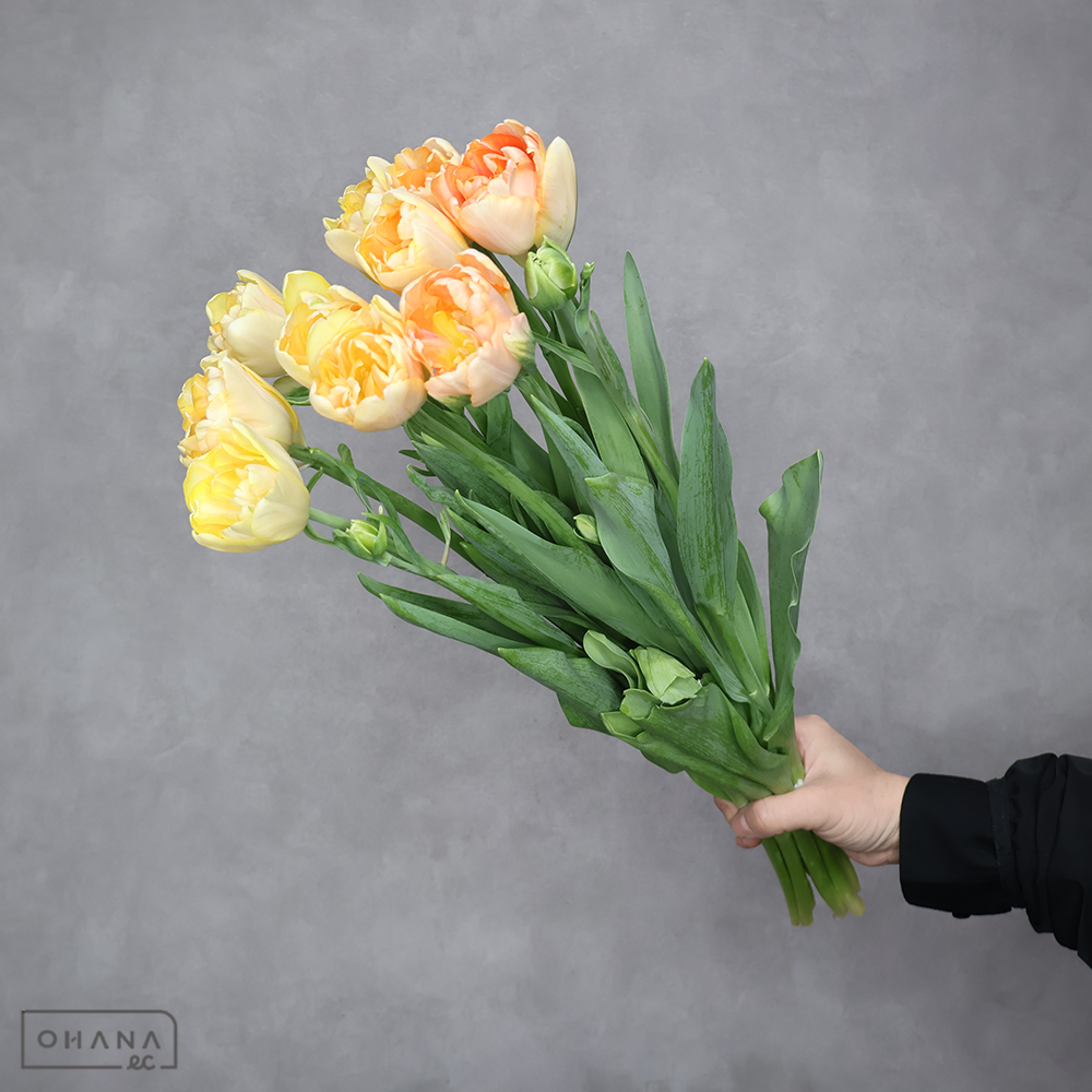 チューリップ八重　オレンジ　チャーミングビューティー　秀 2L