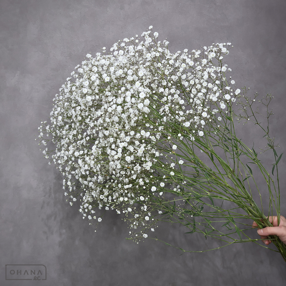 宿根カスミ草　ピュアホワイト　特 Ｍ