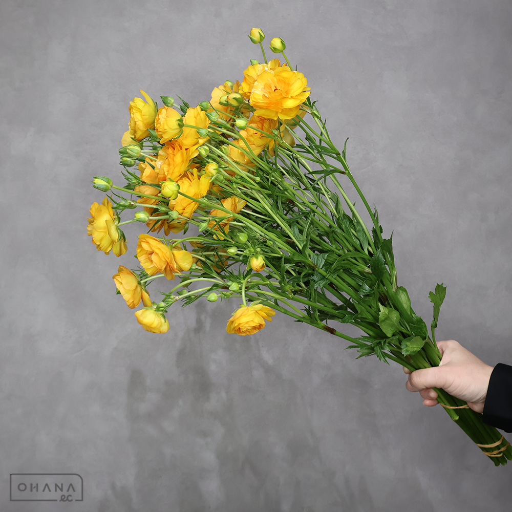 ラナンキュラス　ラックス 　ミネルバ 　　秀 50cm