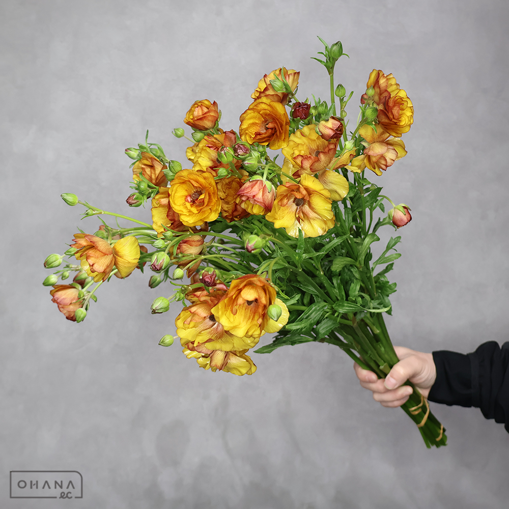 ラナンキュラス　ラックス 　サティロス ※11本束　秀 50cm