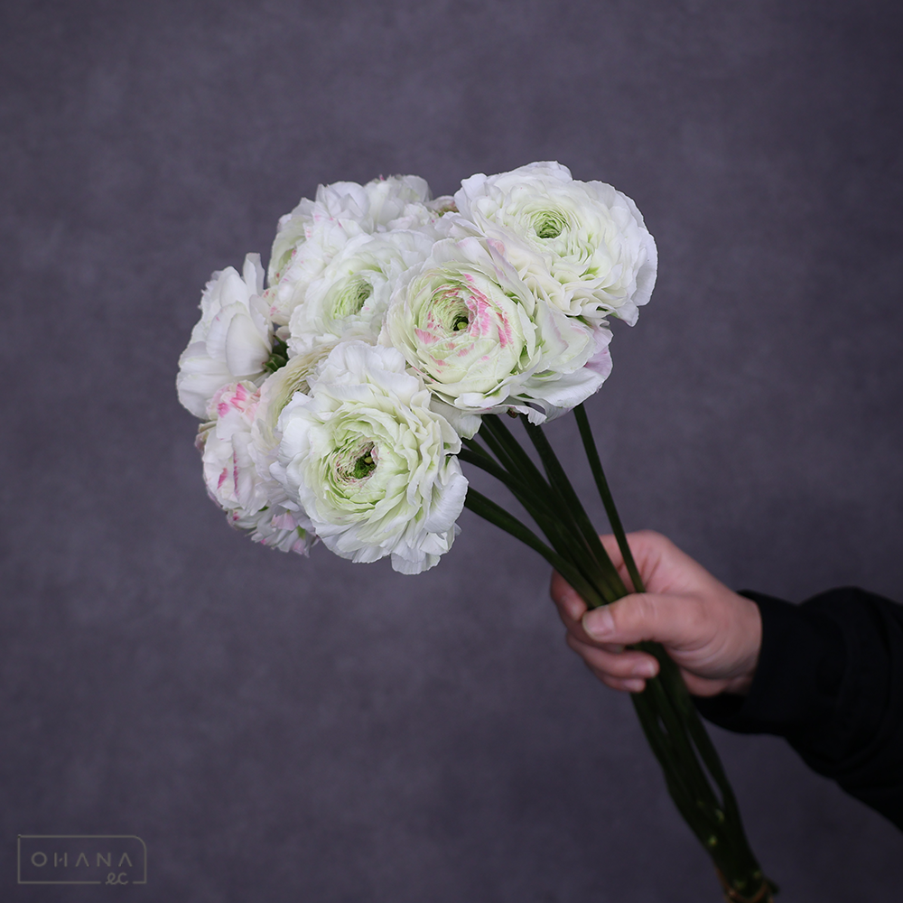 ラナンキュラス　PONキャスパー　Ａ 50cm