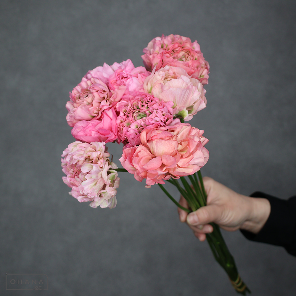 ラナンキュラス　PONアリス　Ａ 45cm