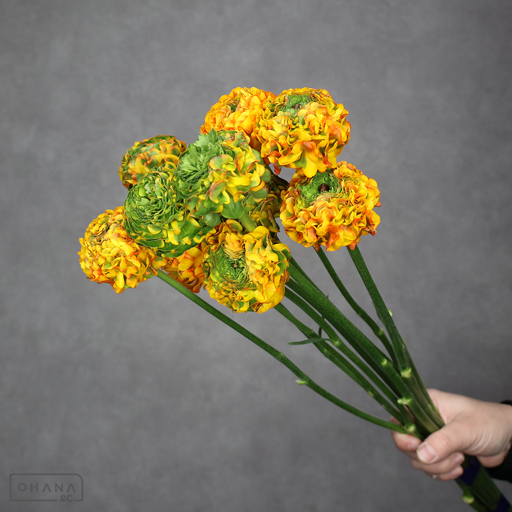 ラナンキュラス　PONメルリーノ　秀 ２Ｌ