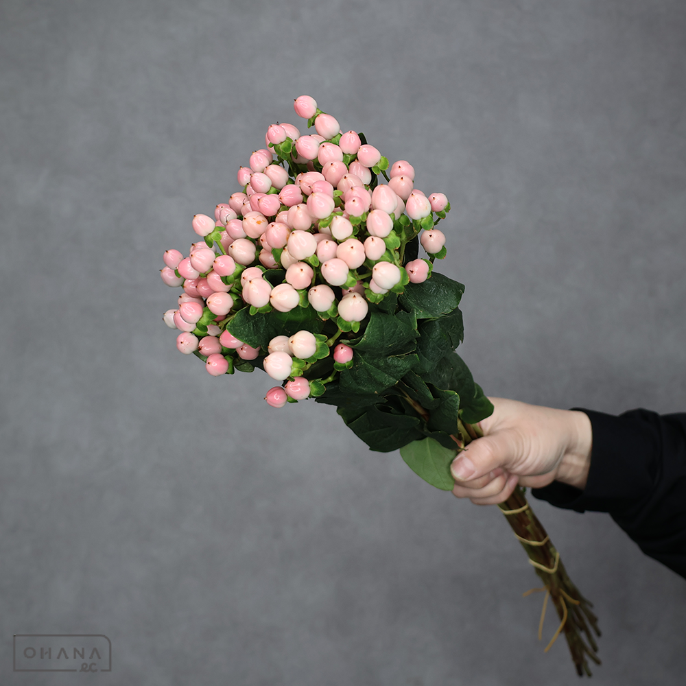 ヒペリカム　ココカジノ　 60cm